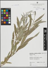 Foto von Salix alba L.